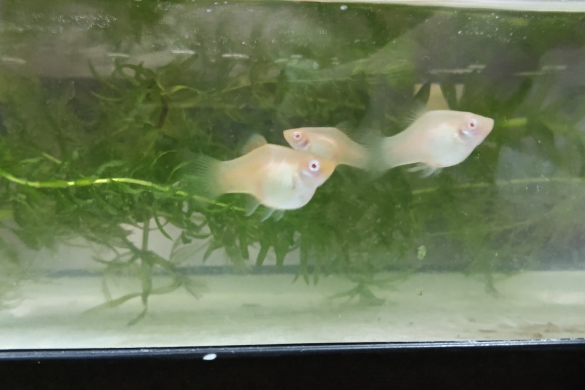 新作，新品 アルビノ アルビノプラティ 若魚2匹(その他)｜売買されたオークション情報、yahooの商品情報をアーカイブ公開 - オークファン その他