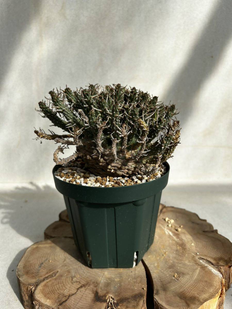 現地株】ユーフォルビア フスカ① 観葉植物 花、園芸 【公式通販】