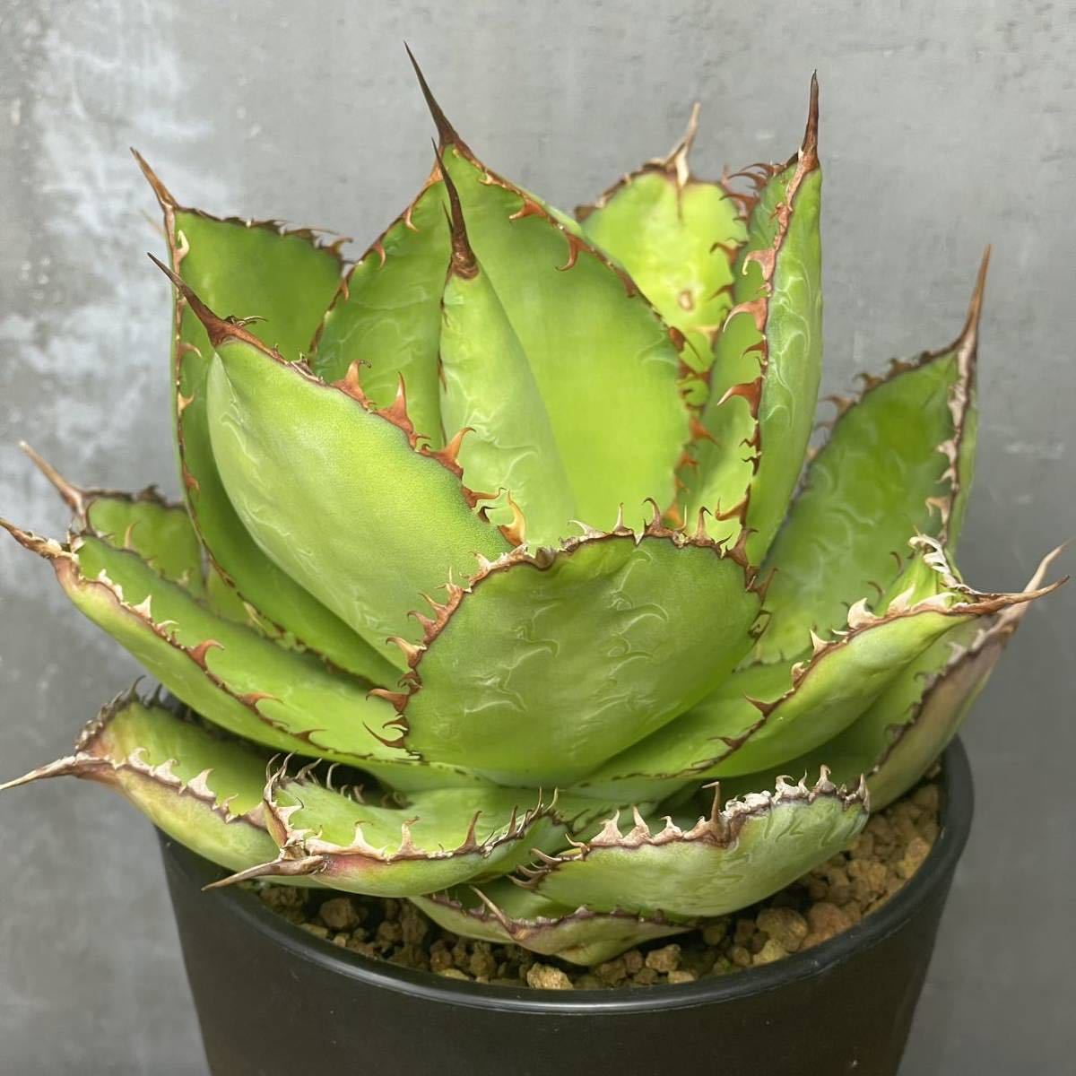 アガベ ボビコルヌータAgave bovicornuta 34