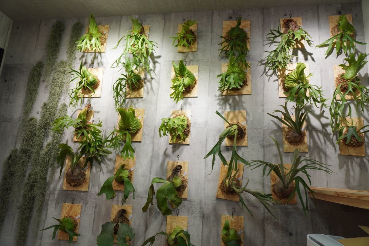 No.33 ビカクシダ コロナリウムP.coronarium 《eba plants