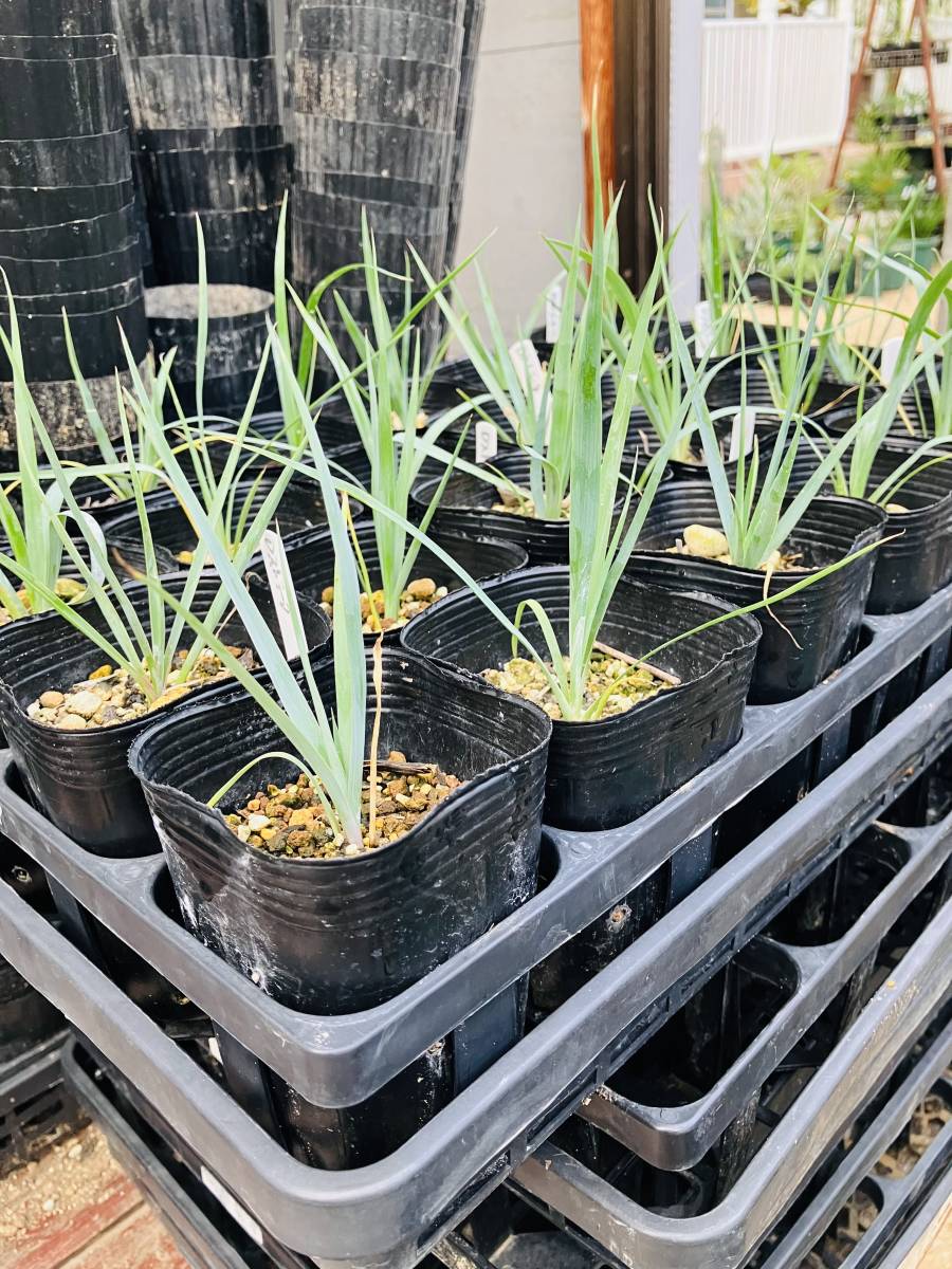 ユッカ　ロストラータ　10苗　鉢付き