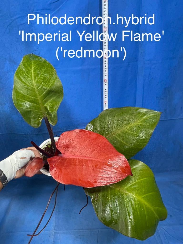 736 斑入り フィロデンドロン ハイブリッド 'インペリアル イエロー