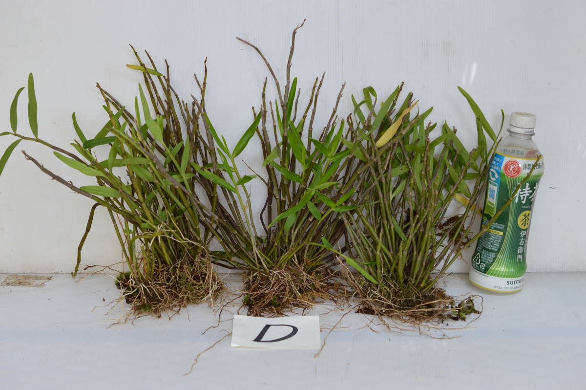 着生蘭.セッコク.3株1組.D_1