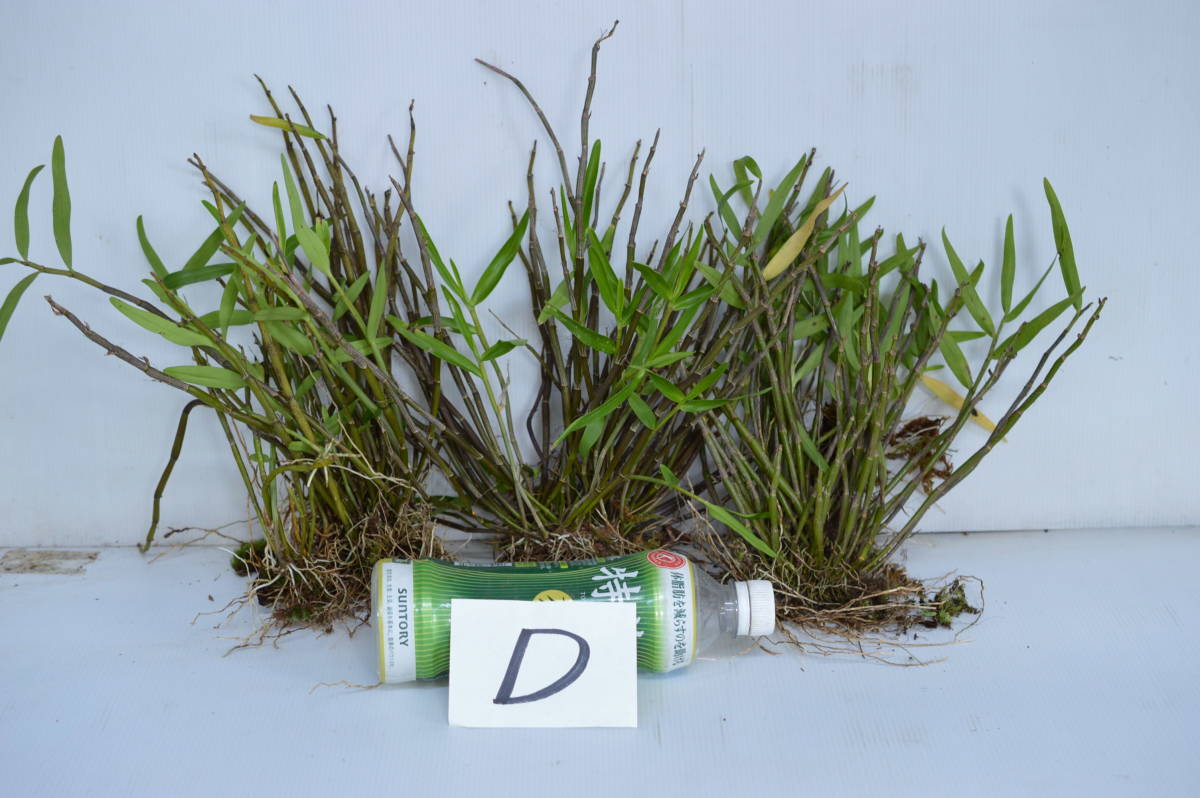 着生蘭.セッコク.3株1組.D_2