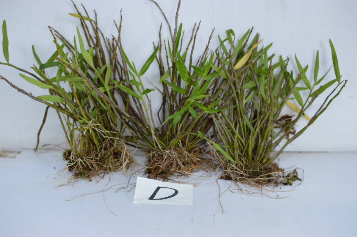 着生蘭.セッコク.3株1組.D_3