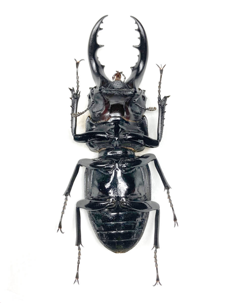 ハチジョウノコギリクワガタ 末吉WF3 ♂ 56mm 標本用死虫(国産