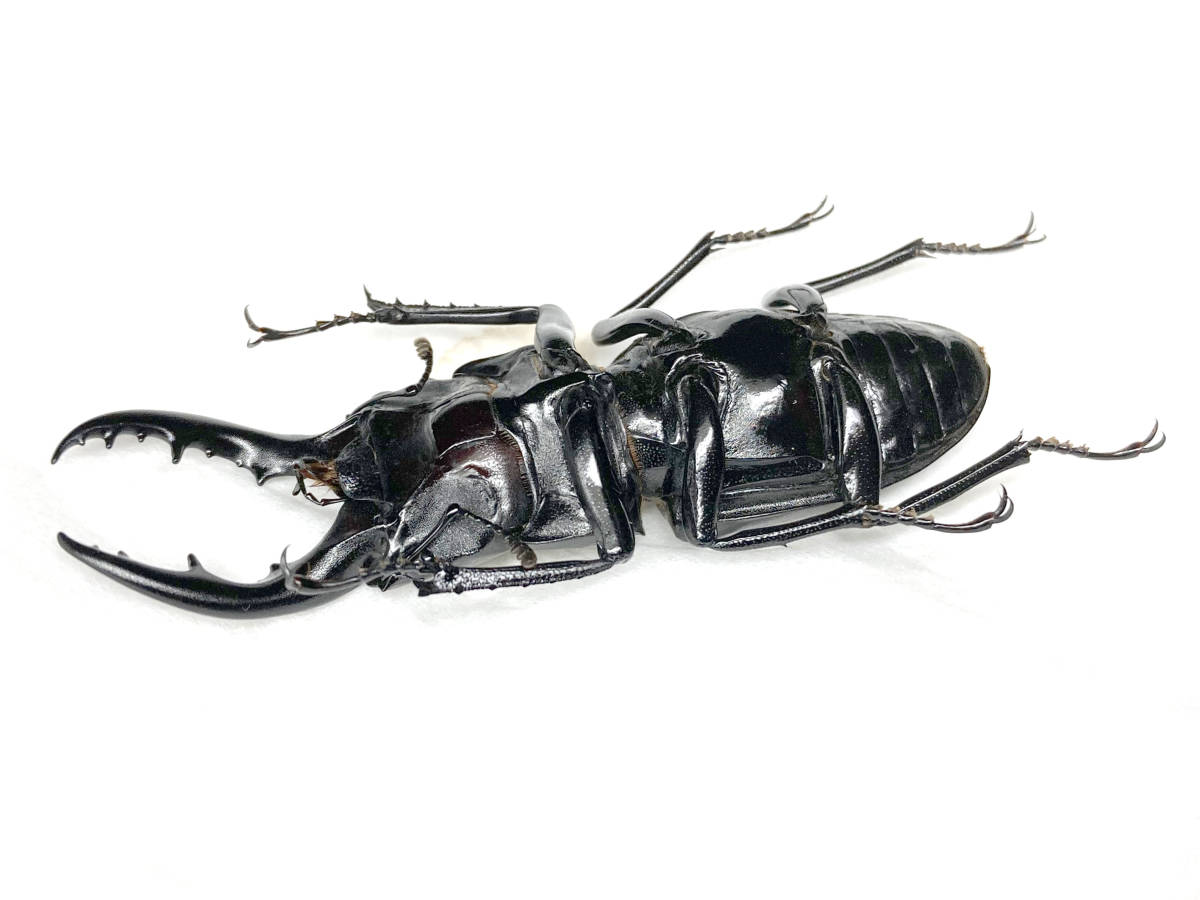 ハチジョウノコギリクワガタ 末吉WF3 ♂ 56mm 標本用死虫(国産