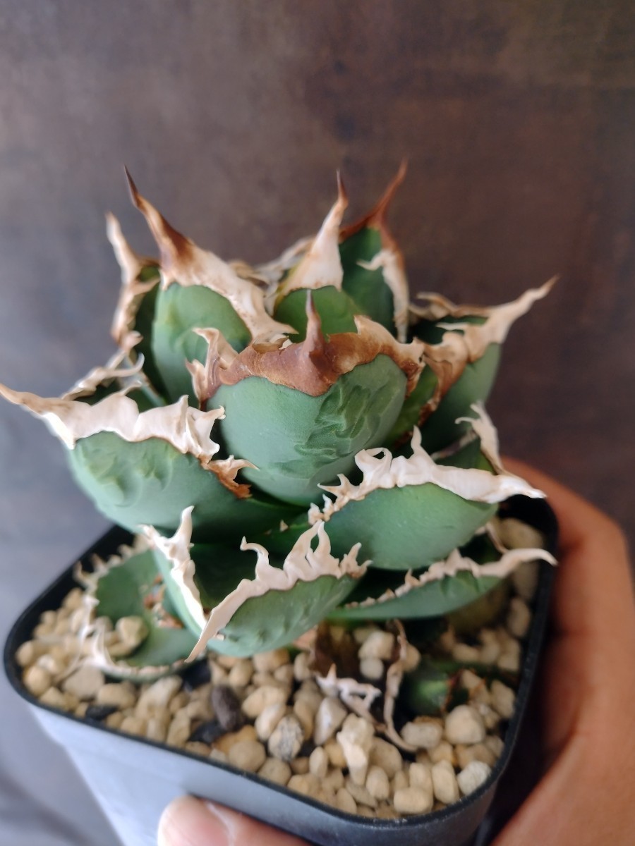 AGAVE TITANOTA 包心龍LIZE株 special個体 希少 アガベ チタノタ 子株