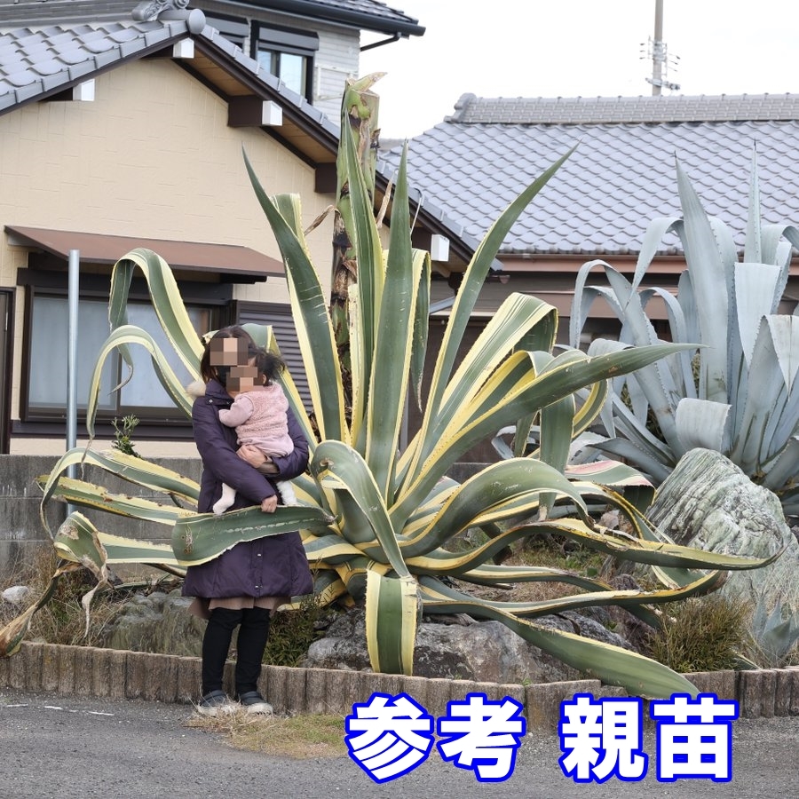 アガベ サルミアナ アンガウスティフォリア 覆輪 大苗+大きな子供苗