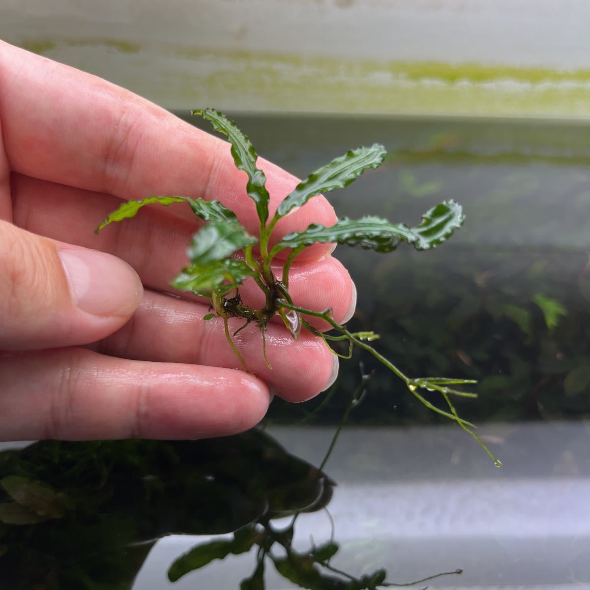 水の草》ブセファランドラspクアラクアヤンtype１ 《水の草