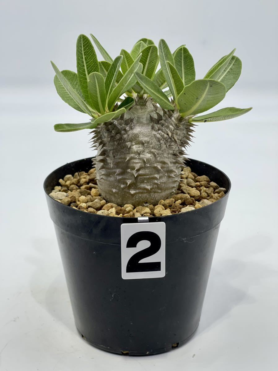 2. Pachypodium densiflorum パキポディウム デンシフローラム　実生株　おきのえらぶ島産　(鉢12cm)