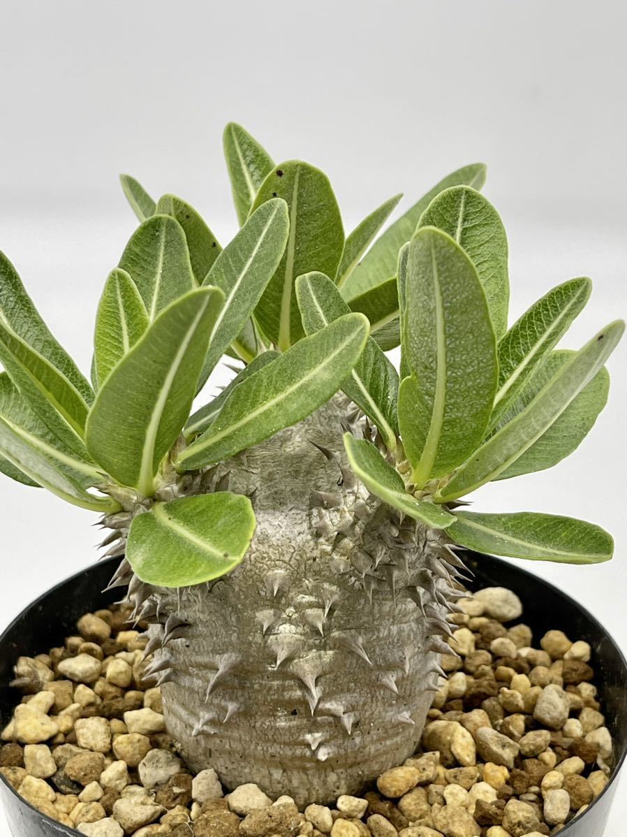 SALE，品質保証 2. Pachypodium densiflorum パキポディウム デンシフローラム　実生株　おきのえらぶ島産　(鉢12cm)