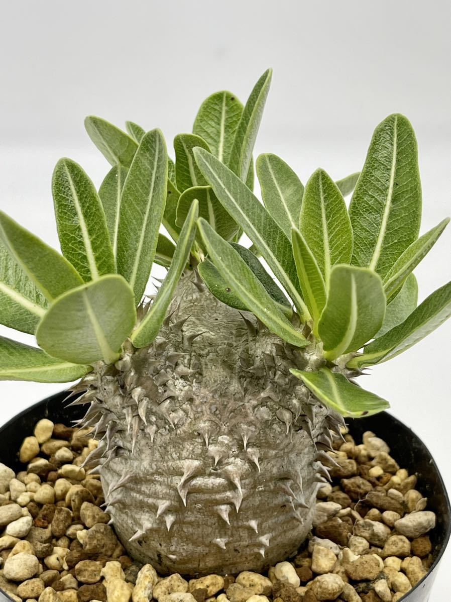 SALE，品質保証 2. Pachypodium densiflorum パキポディウム デンシフローラム　実生株　おきのえらぶ島産　(鉢12cm)