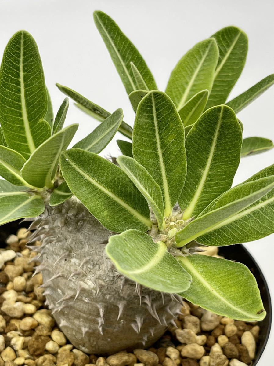 SALE，品質保証 2. Pachypodium densiflorum パキポディウム デンシフローラム　実生株　おきのえらぶ島産　(鉢12cm)