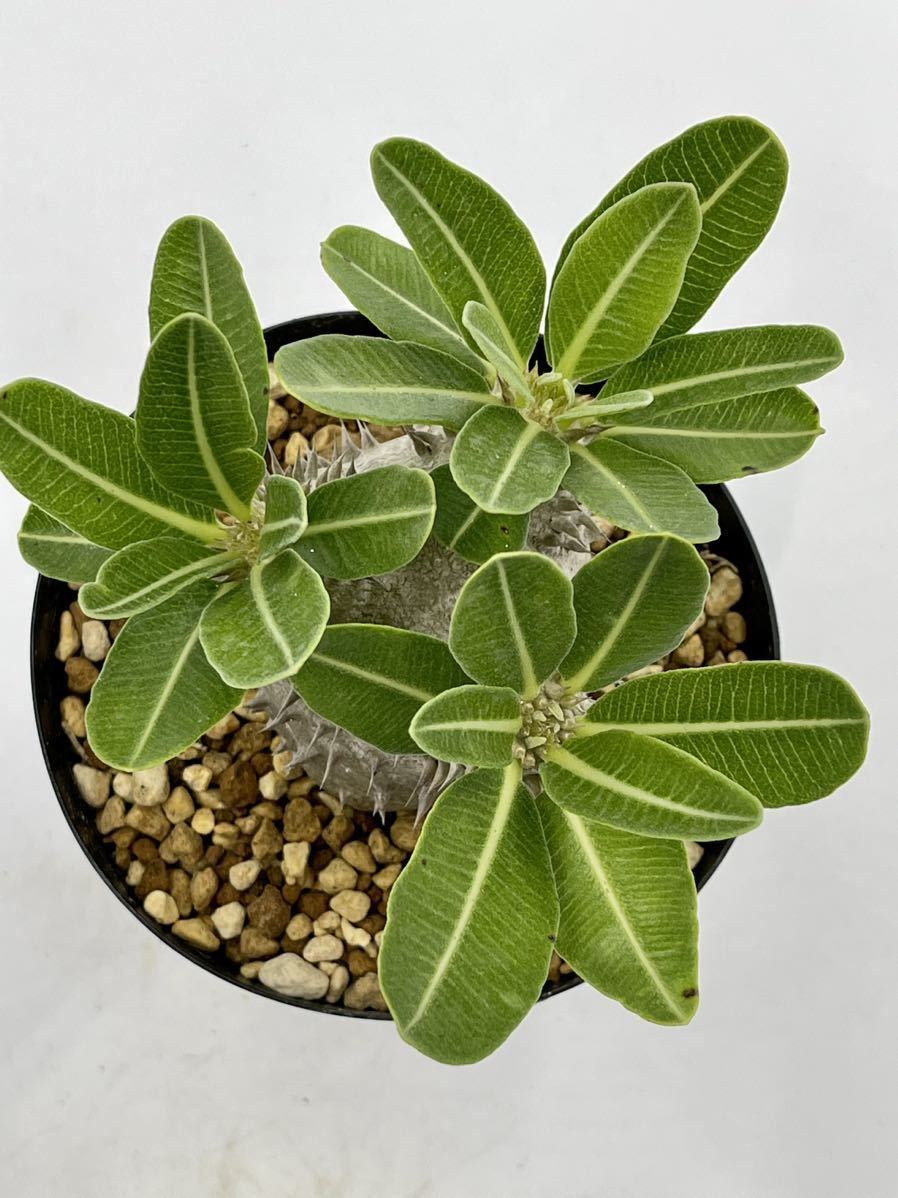 SALE，品質保証 2. Pachypodium densiflorum パキポディウム デンシフローラム　実生株　おきのえらぶ島産　(鉢12cm)