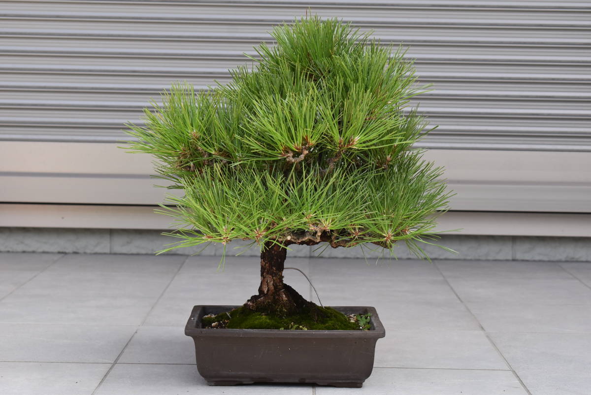 【盆栽】発送可能　小品　松　BONSAI　9
