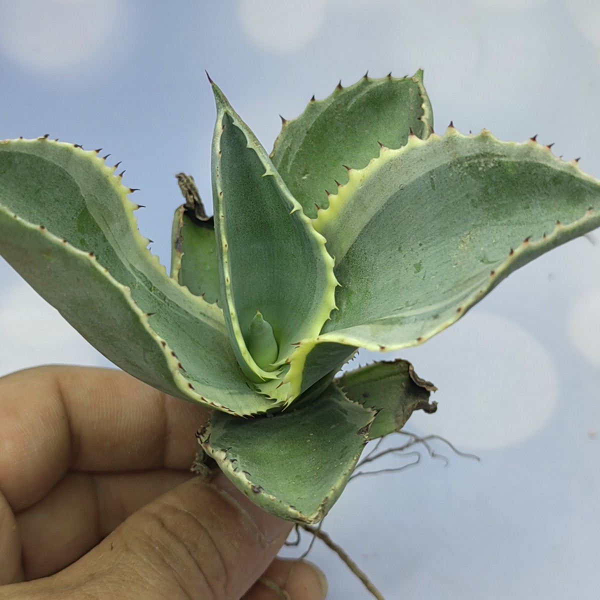 831アガベ チタノタ agave サルミアナ リップルエフェクト復輪錦 極上