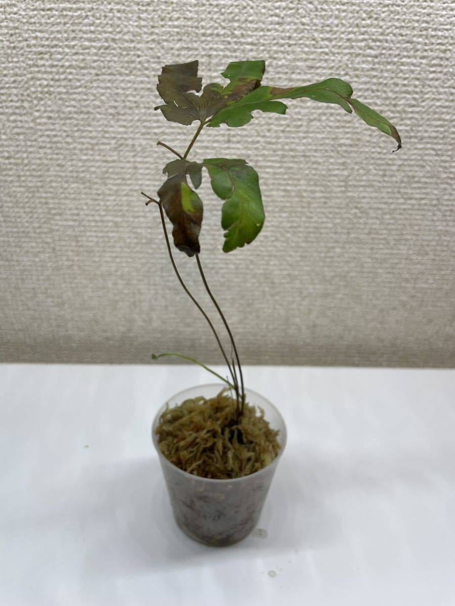 ミャンマー産！Lygodium cf.dichotomum 日本初入荷？次回入荷未定 カニクサ シダ フサシダ 観葉植物 熱帯植物