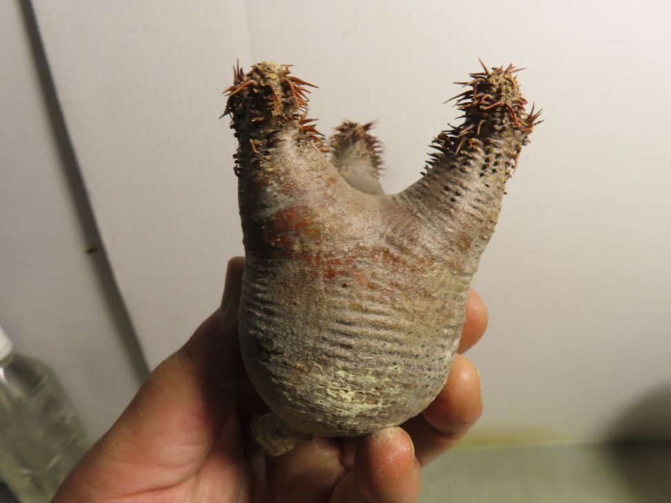 セ0144 「塊根植物」パキポディウム マカイエンセ 抜き苗【7/14最新