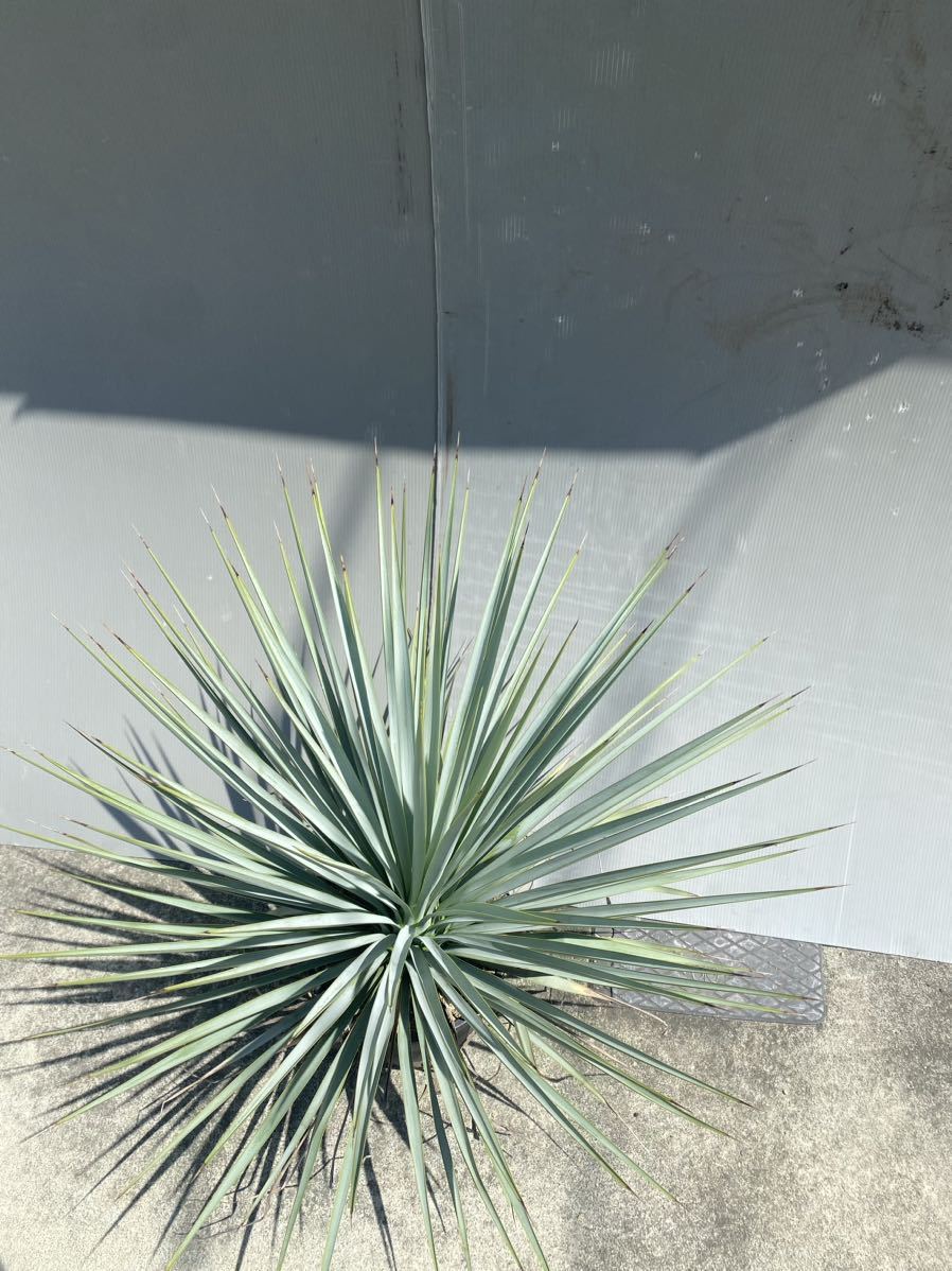 1円〜スタート！ Yucca rigida ユッカ リギダ 大株 地植え ドライ ①