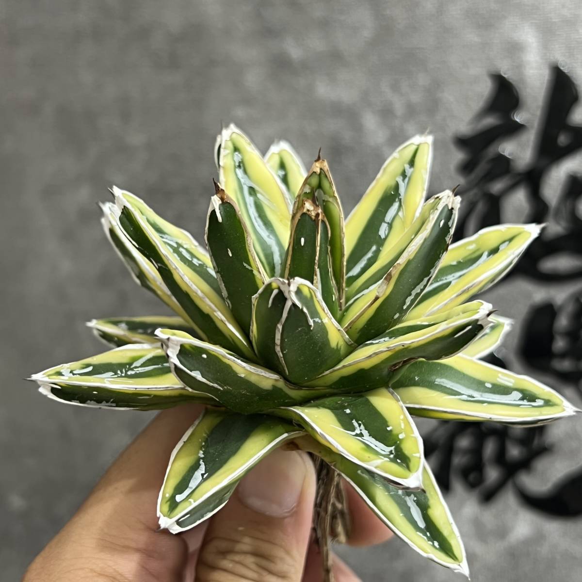 龍園觀】①No.864 特選 アガベ 多肉植物 笹の雪 輝山 黄覆輪 極上株