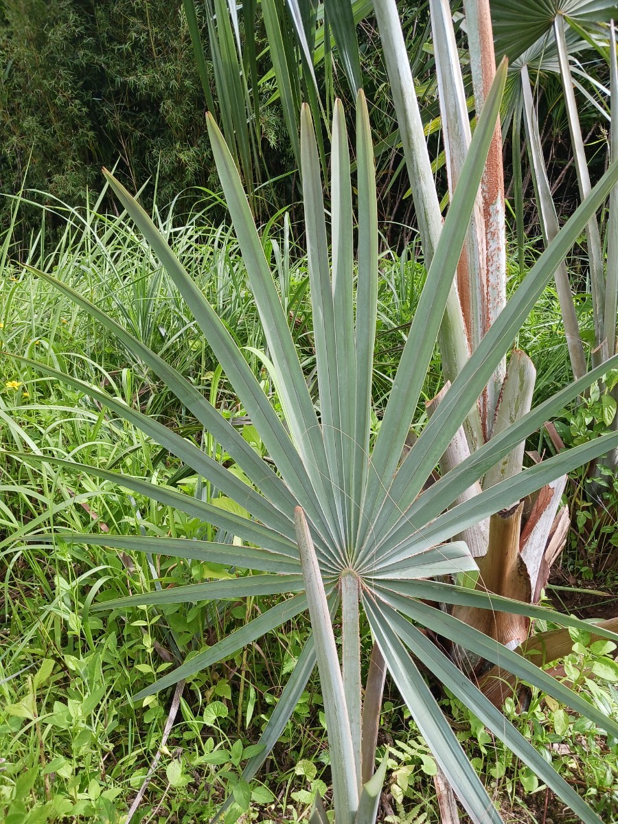 ビスマルキア　ノビリス　シルバー　ドライガーデン　苗　ロックガーデン　ヤシ ビスマルキア ノビリス シルバー ドライガーデン 苗 ロックガーデン ヤシ