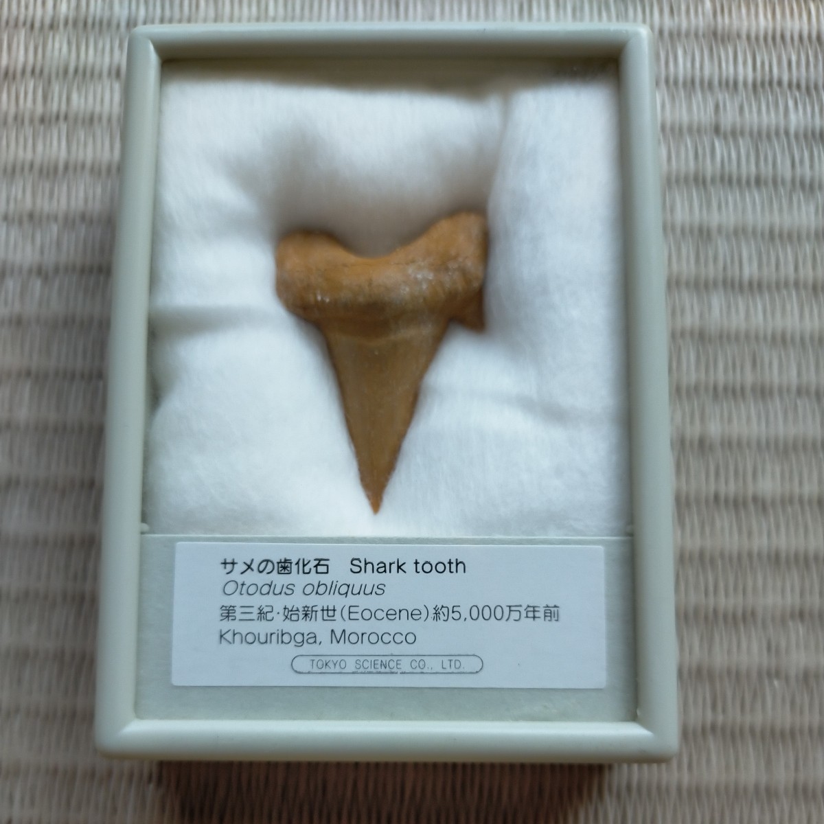 サメの歯 化石 Shark tooth 第三紀 始新世 約5000万年前 Tokyo Science