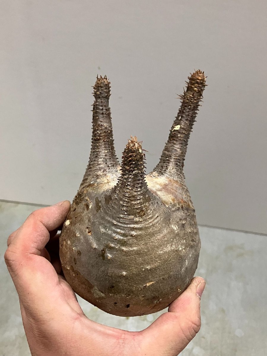 ソ2784「塊根植物」パキポディウム グラキリス S～MS 抜き苗【最新到着