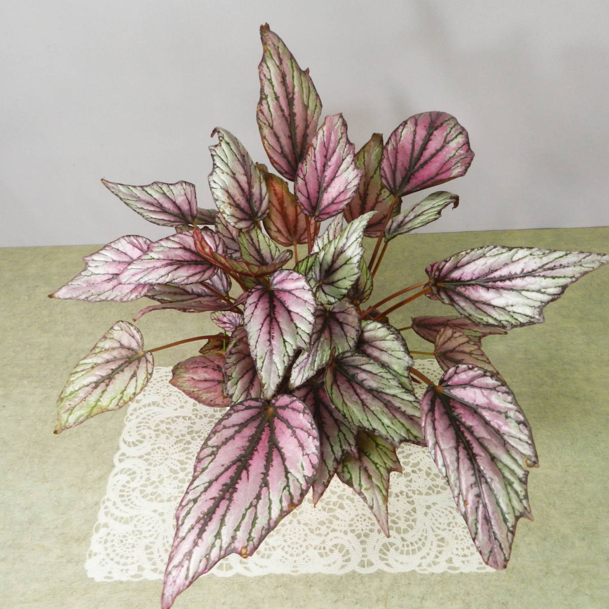 【一起園芸】レックスベゴニア「ヒューマクラクラン」鉢花01★綺麗な葉です★_1