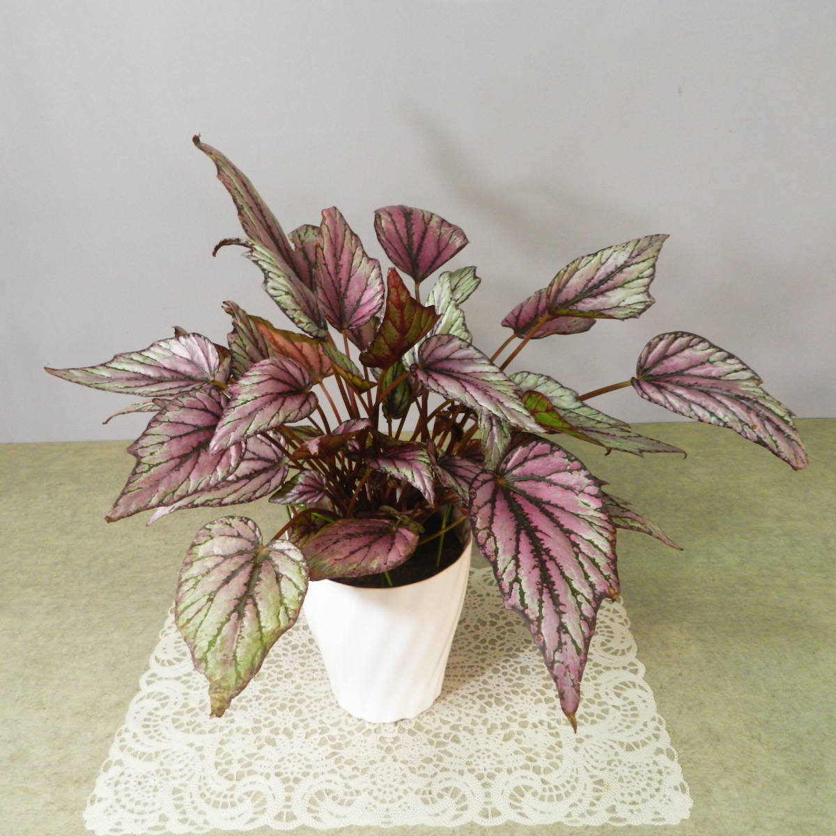 【一起園芸】レックスベゴニア「ヒューマクラクラン」鉢花01★綺麗な葉です★_2