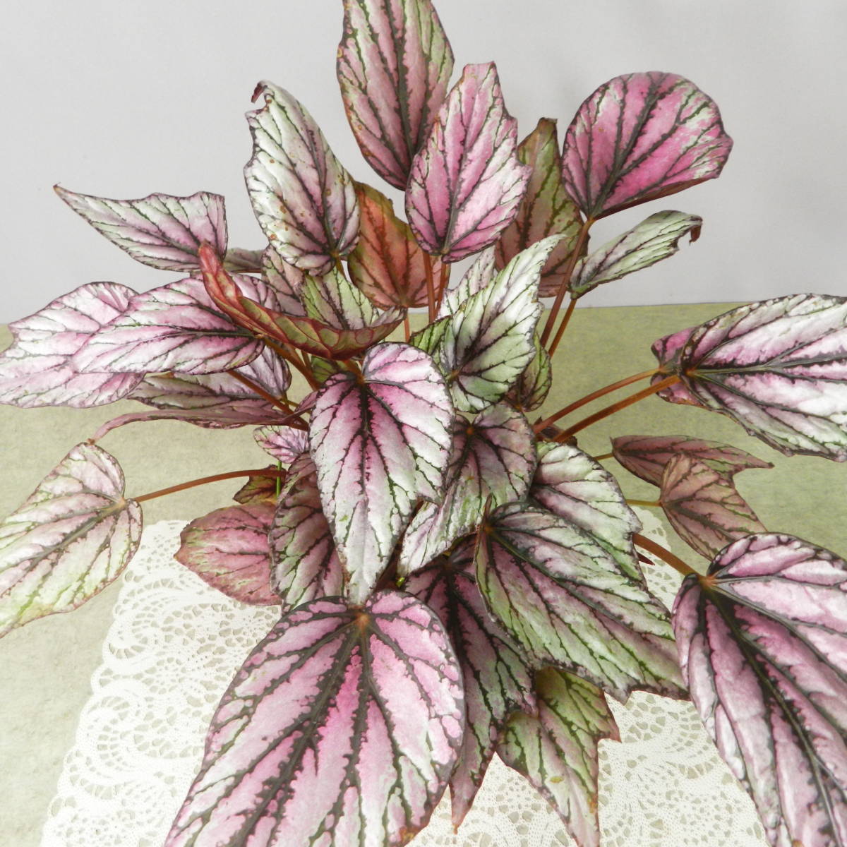 【一起園芸】レックスベゴニア「ヒューマクラクラン」鉢花01★綺麗な葉です★_5