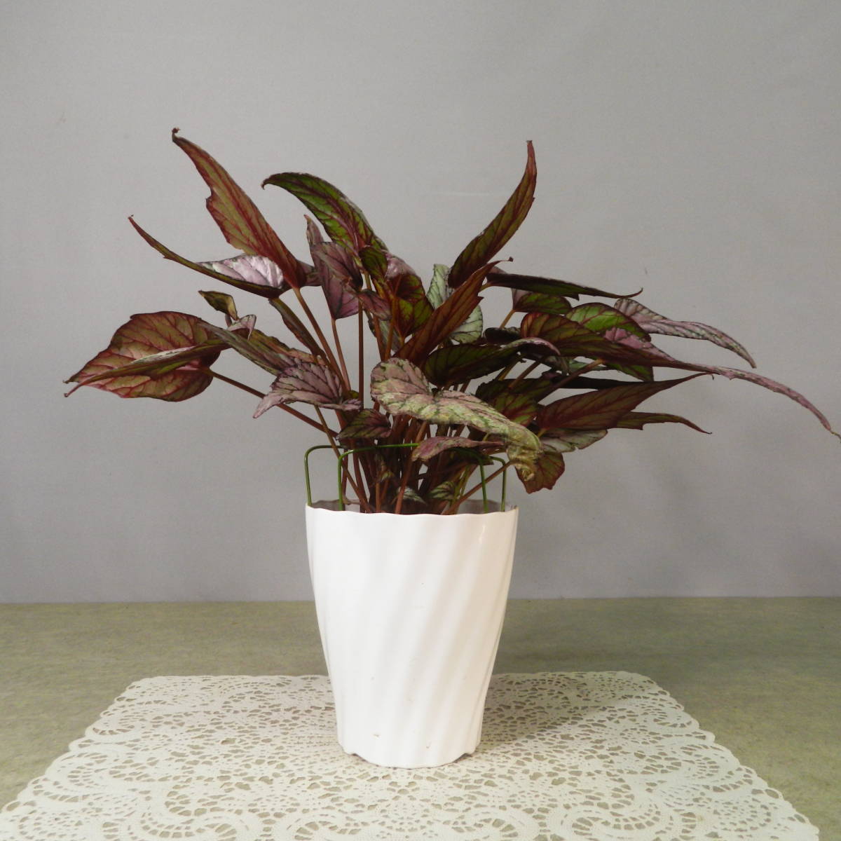 【一起園芸】レックスベゴニア「ヒューマクラクラン」鉢花01★綺麗な葉です★_6