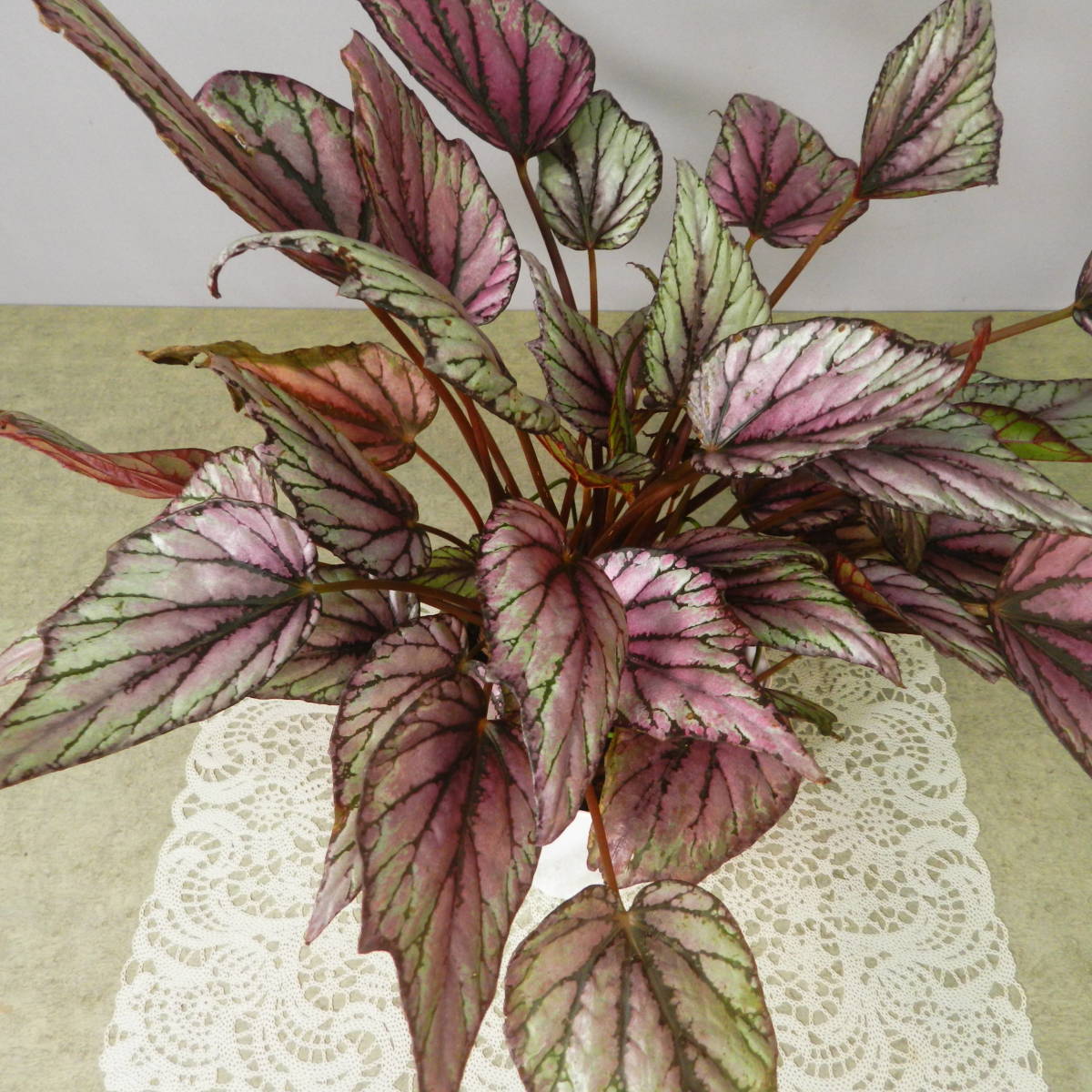 【一起園芸】レックスベゴニア「ヒューマクラクラン」鉢花01★綺麗な葉です★_7