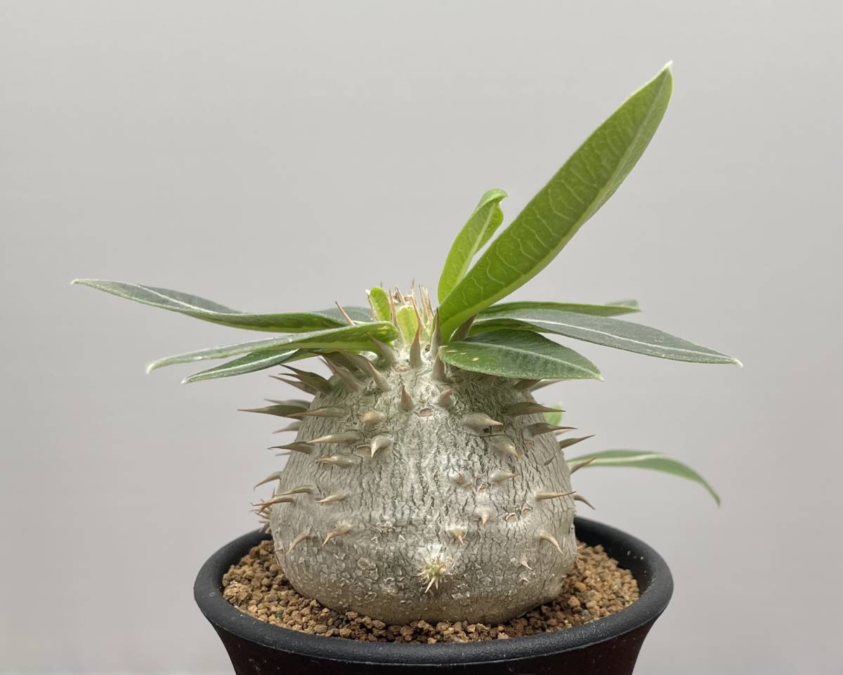 【稲穂園芸店】No.34 白花 Pachypodium brevicaule leucoxanthum パキポディウム ブレビカウレ レウコキサンツム
