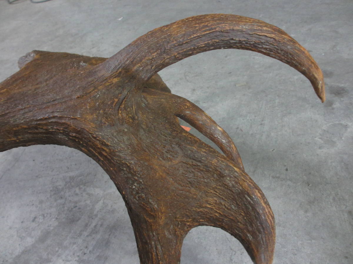 巨大 特大サイズ ヘラジカの角 130cm超 13kg エルク ムース 箆鹿