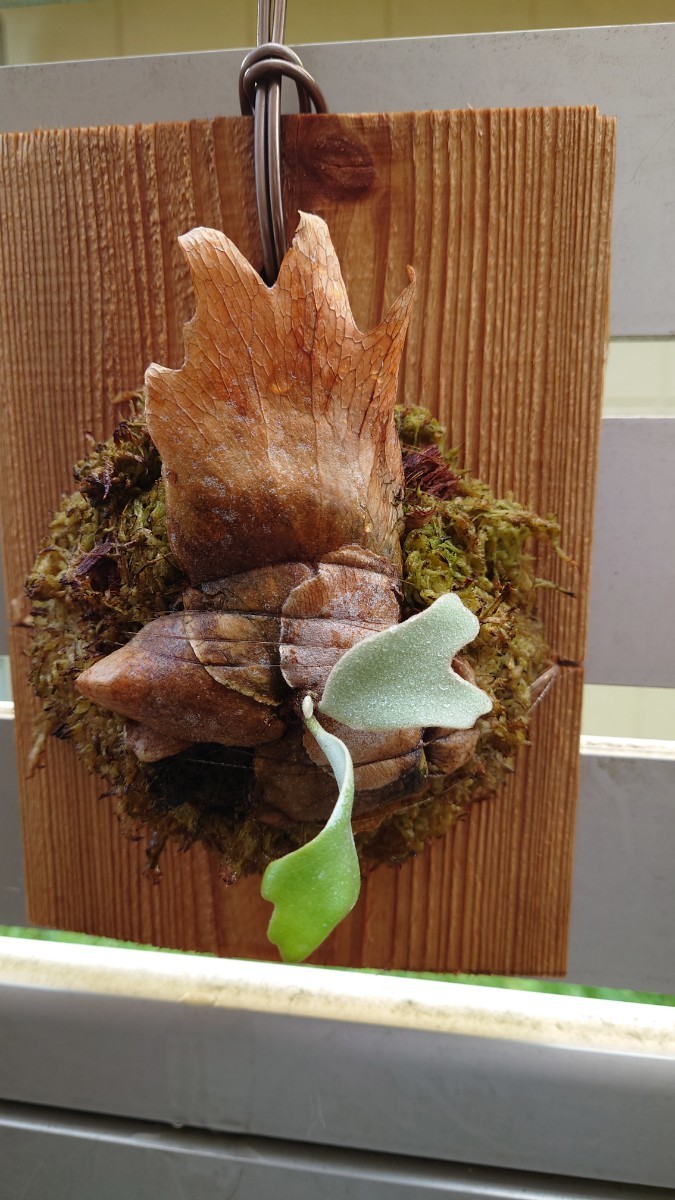 ビカクシダ ウィリンキー 月光爪哇 子株 Platicerium willinckii 月光