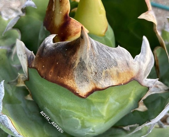 アガベチタノタトリケラトプス
