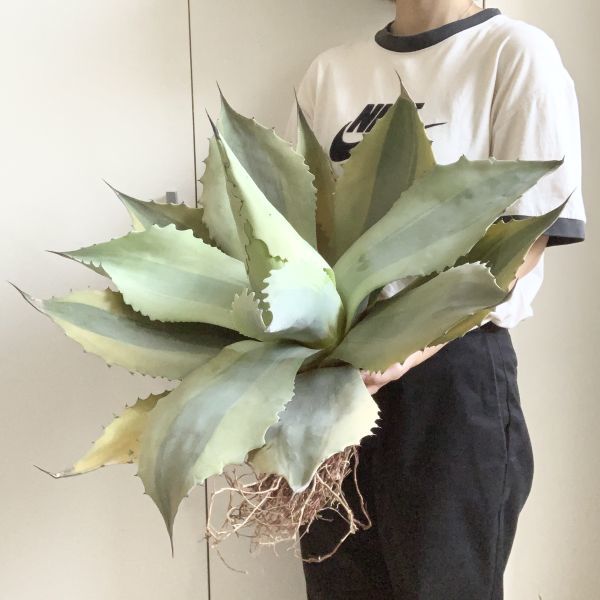観葉植物 Botanic Garden特選 アガベ“オバティフォリア オルカ”ワイド