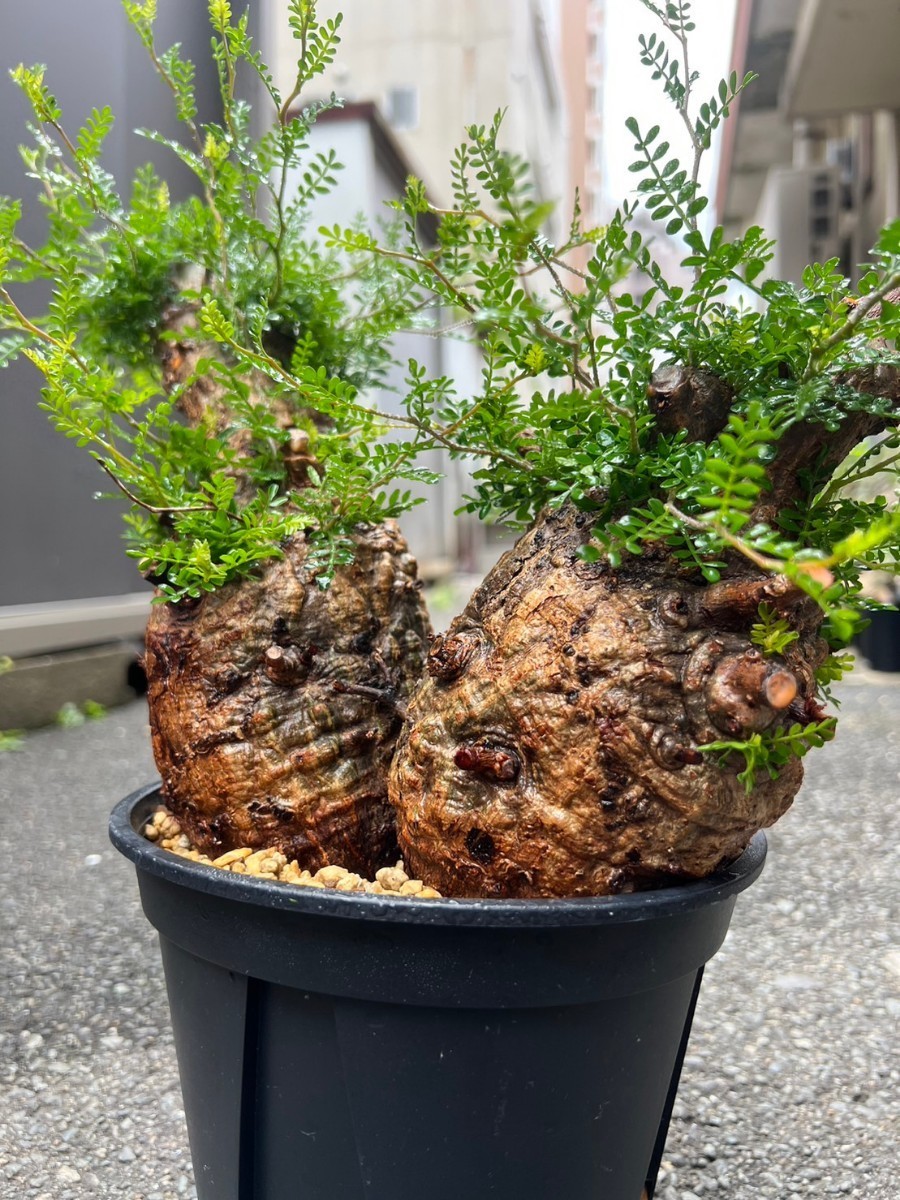 OZWRT Spirit of Elkhorn Fern ビカクシダの精霊 オペルクリ OZWRT Spirit of Elkhorn Fern ビカクシダの精霊 オペルクリ