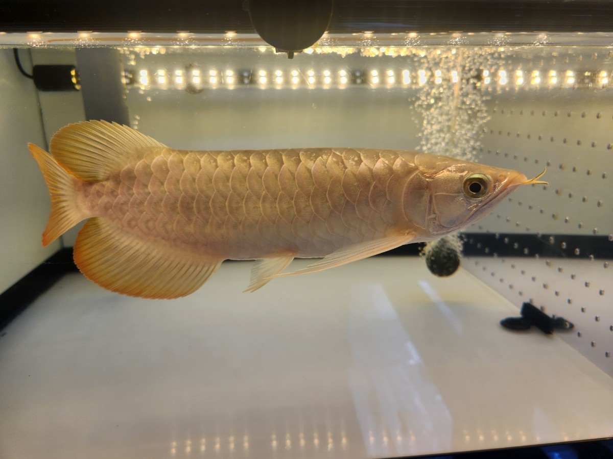 1200水槽用(112㎝)　テンニングライト　真紅AROWANA TANNING LIGHT 紅龍　金龍　LED2700K　3列LED