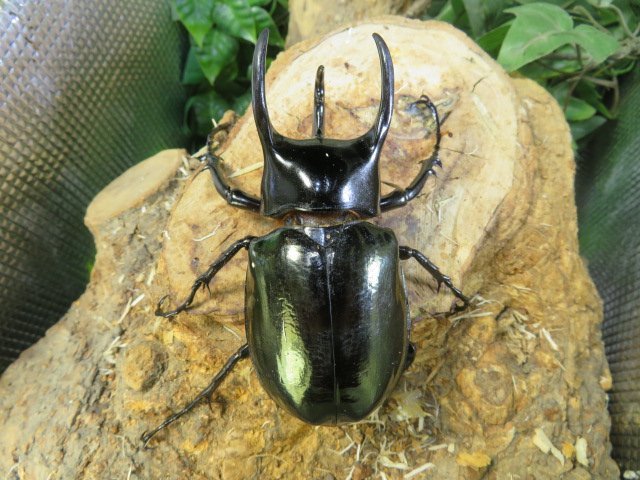 NO13　マレーコーカサスオオカブ　♂87ミリペアー・(マレーシア)・カブトムシ販売アリスト・WD・成虫