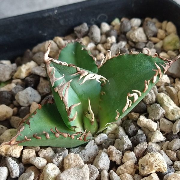 TITANOTA 強棘 ボールタイプ AGAVE 美まん丸 Agave No.008 チタノタ