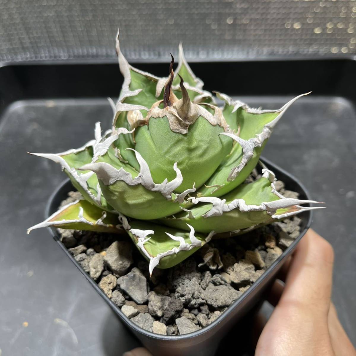 【コレクション株】アガベ　チタノタ　シーザー　発根済み　検索用) ハデス、黒鯨