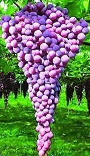 超巨大赤ぶどう【レッドネヘレスコール（紅三尺）】