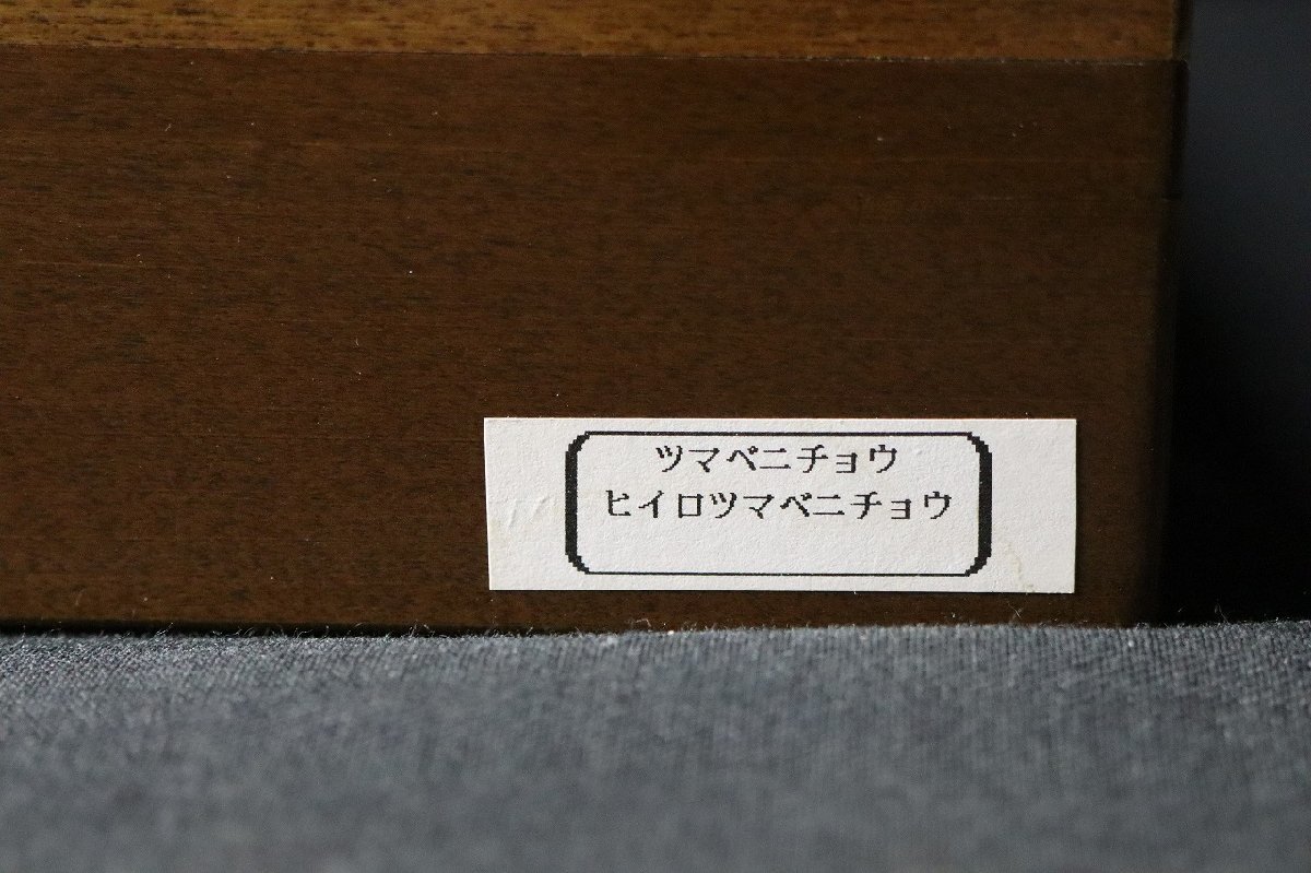 12yP07309E】☆希少☆蝶標本☆シロチョウ科☆ツマベニチョウ☆ヒイロ