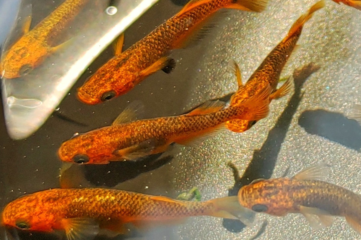☆ 黒龍姫 メダカ ☆若魚30匹＋α(検索用 ☆ヒカリ体型、五式、ブラック 