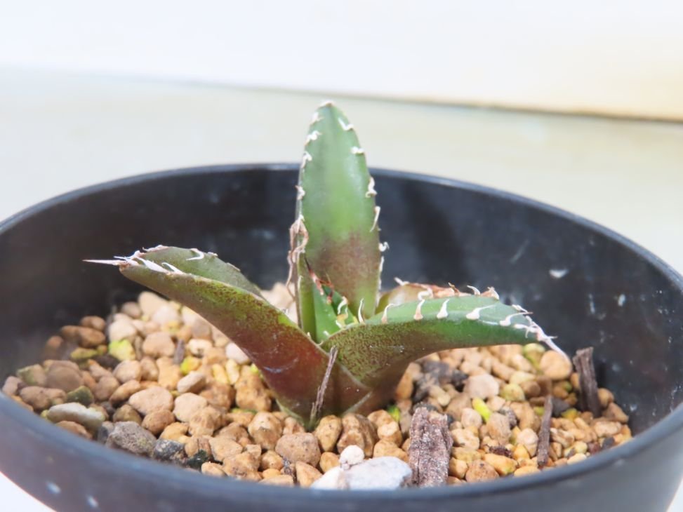 テ6405 「激レア高級品種】アガベ チタノタ シーザー（凱撒） 植え【多肉植物・超厳選極上子株・Agave titanota・Caesar・カイザー】