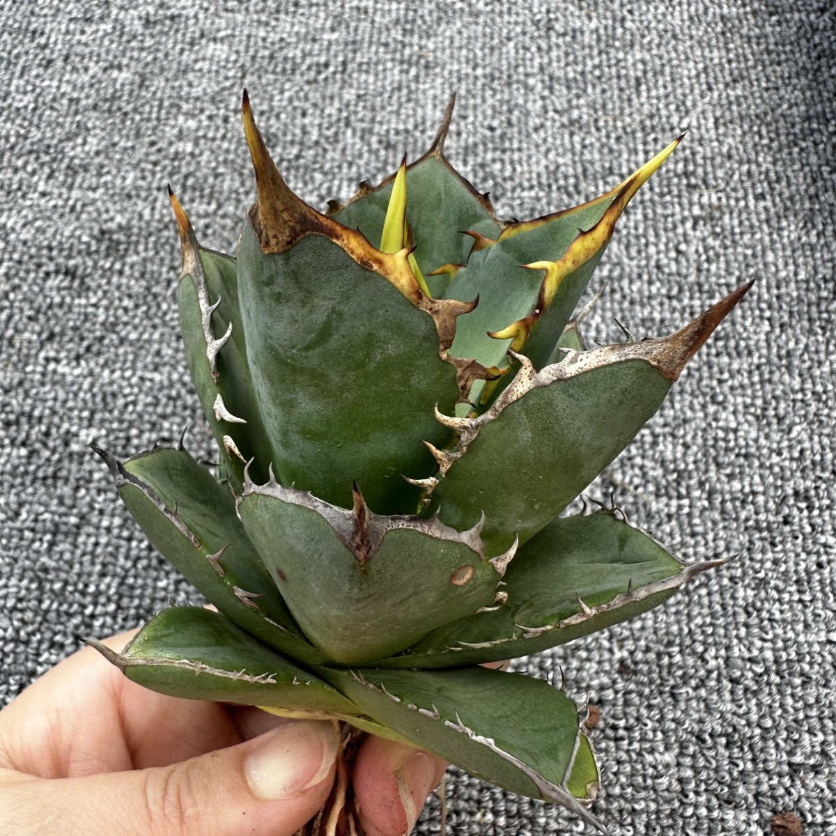 ロック キズあり 多肉植物 アガベ 発根済み ロウルサンコ アガベ