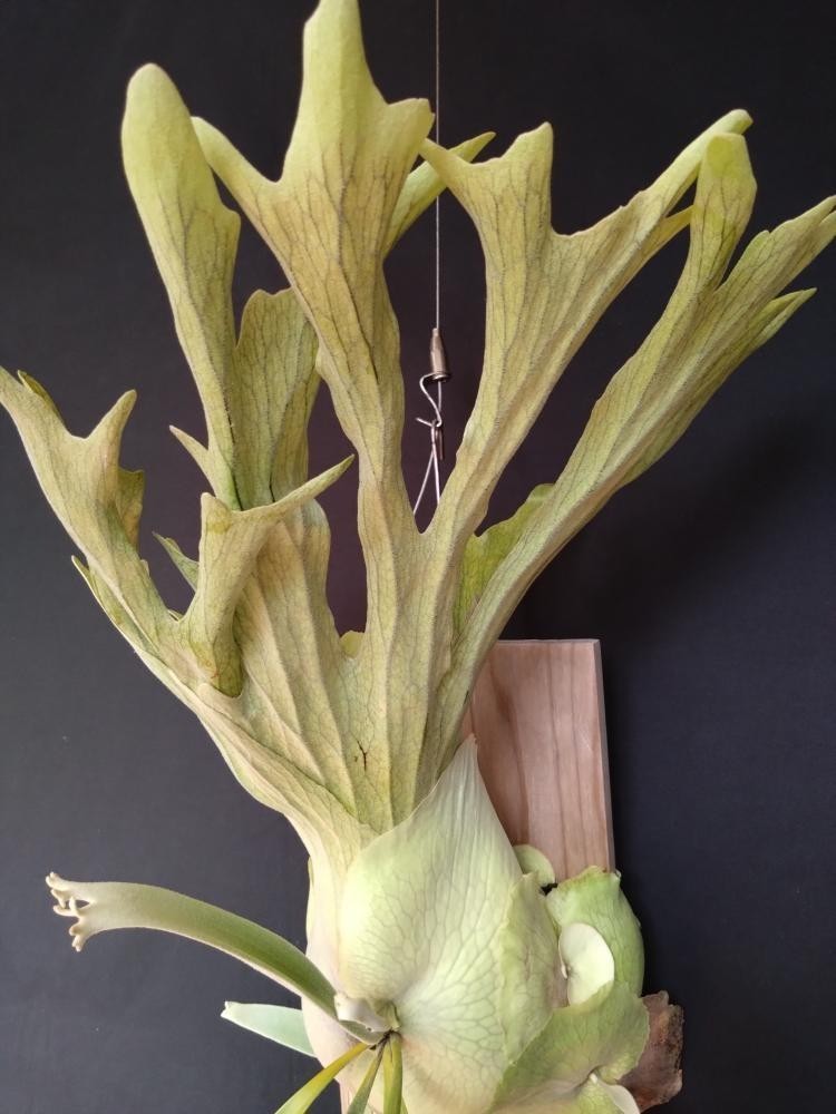 AUS ビカクシダ子株 veitchii wild ビカクシダ 公式通販 P 観葉植物
