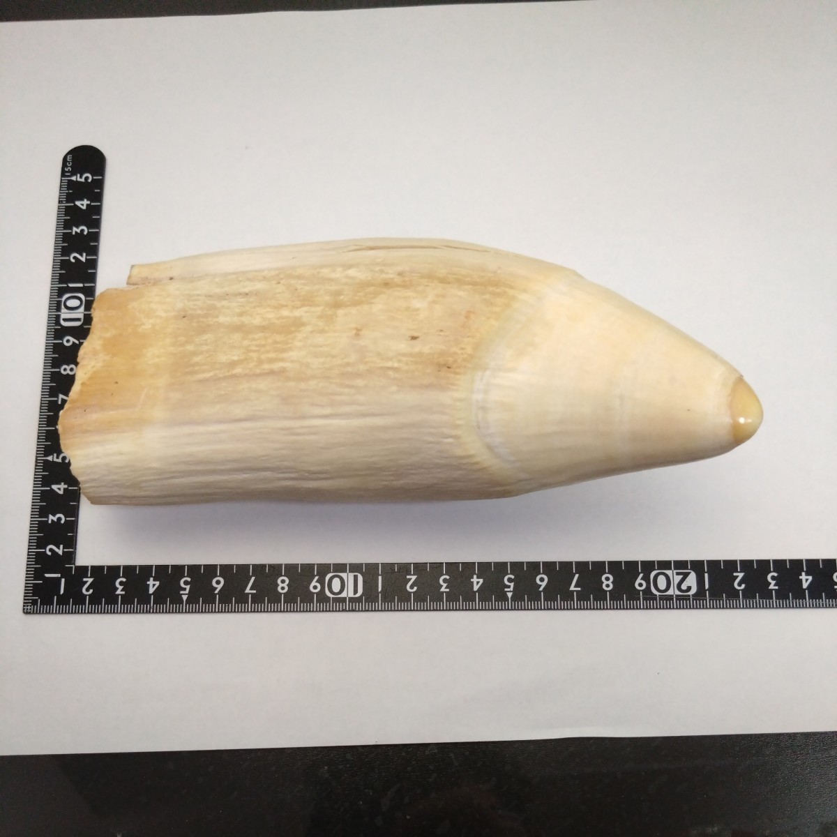 鯨歯3本セット 鯨歯3本セット 鯨歯3本セット 鯨歯3本セット 2025年最新】鯨歯工芸品の